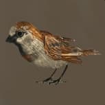 Grandfa's Sparrow